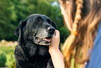 How To Identify & Prevent Pain In Dogs