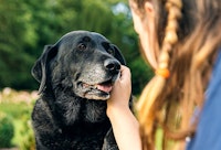 How To Identify & Prevent Pain In Dogs