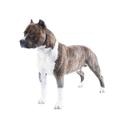 American staffordshire terrier