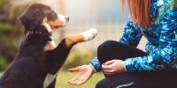 Un cachorro dándole la pata a una persona que tiene la mano extendida