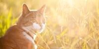 el gato está sentado en el césped
