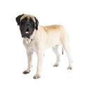 Mastiff