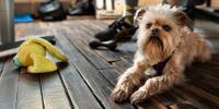 scruffy dog laying on floor under a desk next to a dog toy
