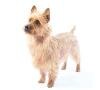 small breed dog