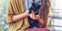 Black cat