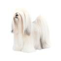 Lhasa Apso