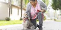 woman kneeling down to pet miniature schnauzer dog