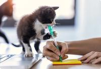 Gatito masticando la pluma mientras la mujer está escribiendo