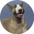 Rufus