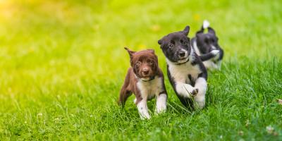 Puppies playing