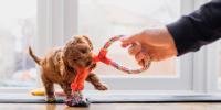 Jugar con cachorros