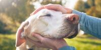 Primer plano de la cabeza de un perro