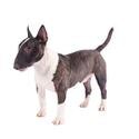 Miniature Bull Terrier