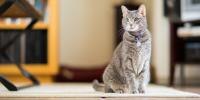 Cat sitting in sun indoors
