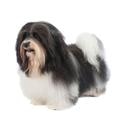 Havanese