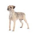 Border terrier