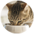 Cat Feeding Articles