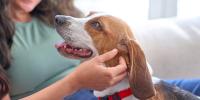 A person petting a dog