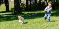 Dog is pulling on leash