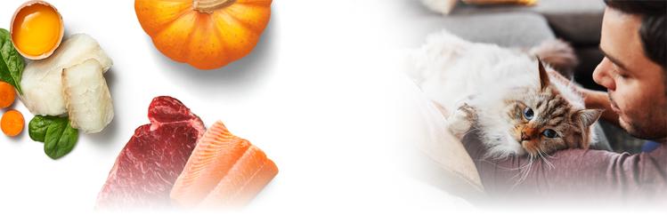 Beyond pet food ingredients flat laid on white background with a man petting his cat