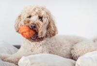 Top 5 Games to Play With Dog