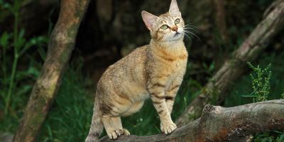 Cat on the branch