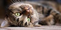 striped cat with long whiskers