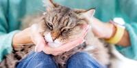 A close-up of a cat being pet by its owner