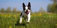 Happy Bulldog