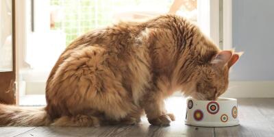 How much should I feed my cat in its bowl
