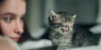 Gato maullando