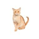 European Burmese