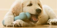 Puppy playing with toy