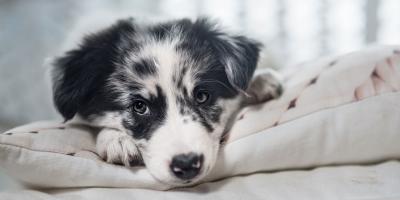 puppy