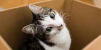 kitten in a box