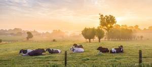 Cows