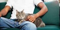 A cat snuggles on a man's lap