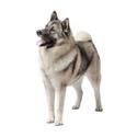 Norwegian Elkhound