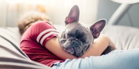 grey French bulldog napping next to its human