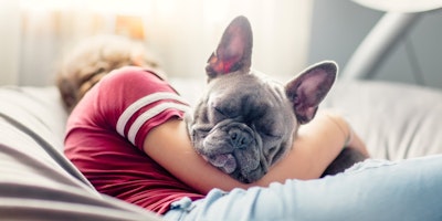 grey French bulldog napping next to its human