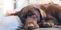 Un perro marrón somnoliento acostado junto a la rodilla de una persona