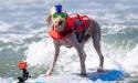 Dog surfing