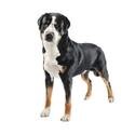 Greater Swiss Mountain Dog