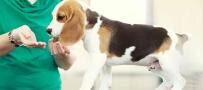 Perro en clínica veterinaria