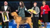 owners with dogs