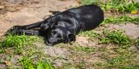 perro negro acostado en el césped