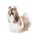 toy_shih_tzu