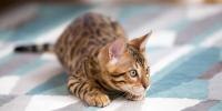 Lenguaje corporal felino