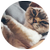 Cat Behavior Articles