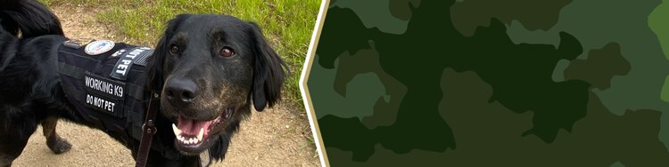 Service Dog Eagle